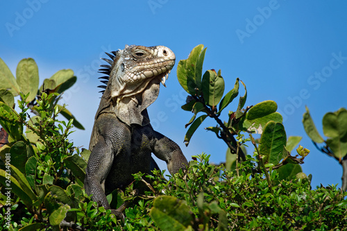 Iguane des petites Antilles (iguana delicatissima)
