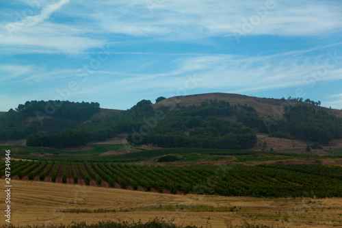 Campo de viñedos
