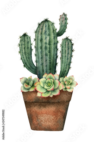 Watercolor vector composition of cacti and succulents in a pot isolated on white background.