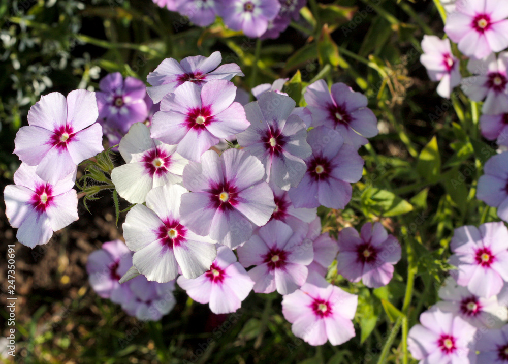 beautiful flowers in nature in the botanical garden beautiful flowers in nature in the botanical garden