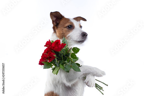 The dog holds a bouquet of flowers in its paws. on Valentine's Day. Festive pet. Jack Russell Terrier on a white background