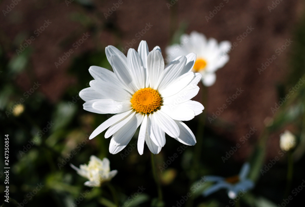 Obraz premium beautiful flowers in nature in the botanical garden