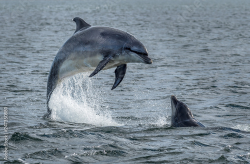 Obraz na plátně Wild Bottlenose Dolphins Jumping Out Of Ocean Water At The Moray Firth Near Inve