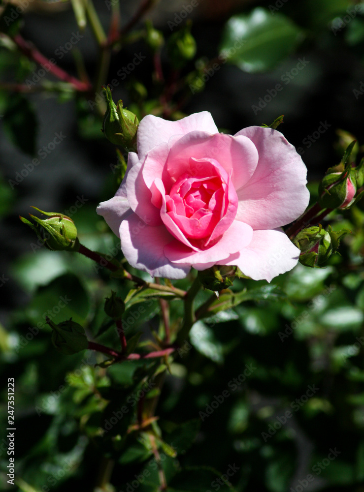 beautiful flowers in nature in the botanical garden beautiful flowers in nature in the botanical garden