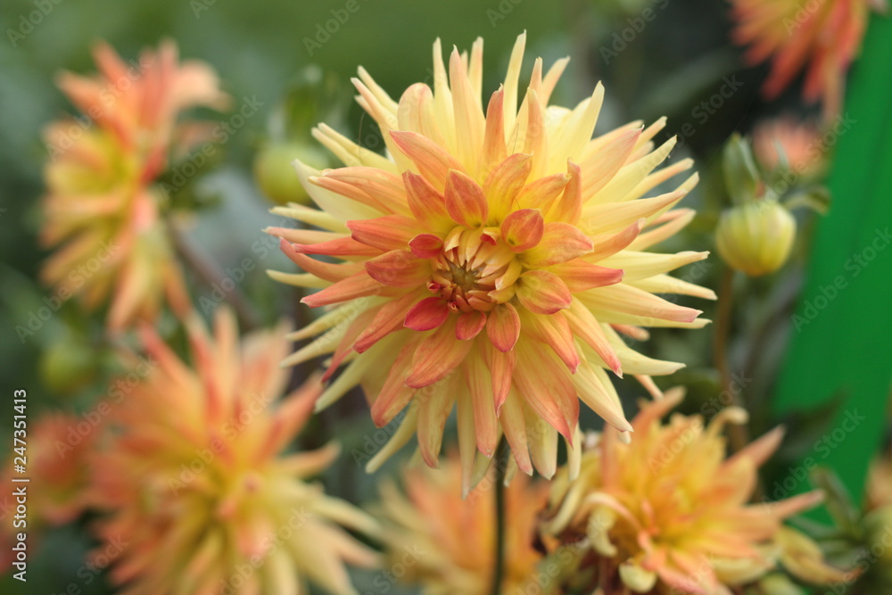beautiful flowers in nature in the botanical garden beautiful flowers in nature in the botanical garden