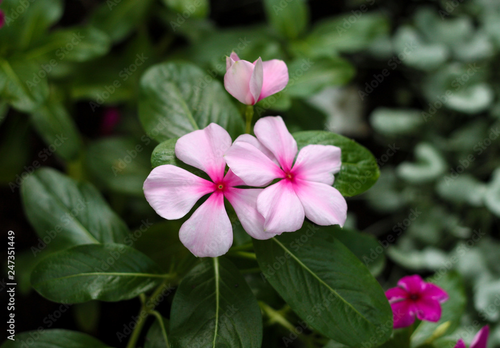 beautiful flowers in nature in the botanical garden beautiful flowers in nature in the botanical garden