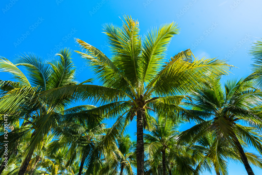 Obraz premium Coconut Palm tree with blue sky.