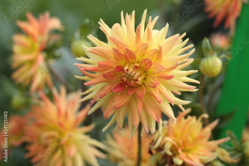 beautiful flowers in nature in the botanical garden