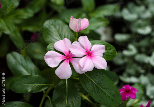 beautiful flowers in nature in the botanical garden