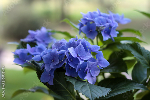 beautiful flowers in nature in the botanical garden