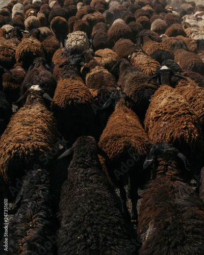 Traffic Jam, Krygyzstan