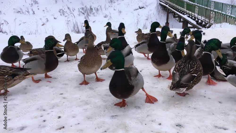 Wild ducks in the snow at the frozen water. Birds waiting for winter. Wild ducks in the snow at the frozen water. Birds waiting for winter.