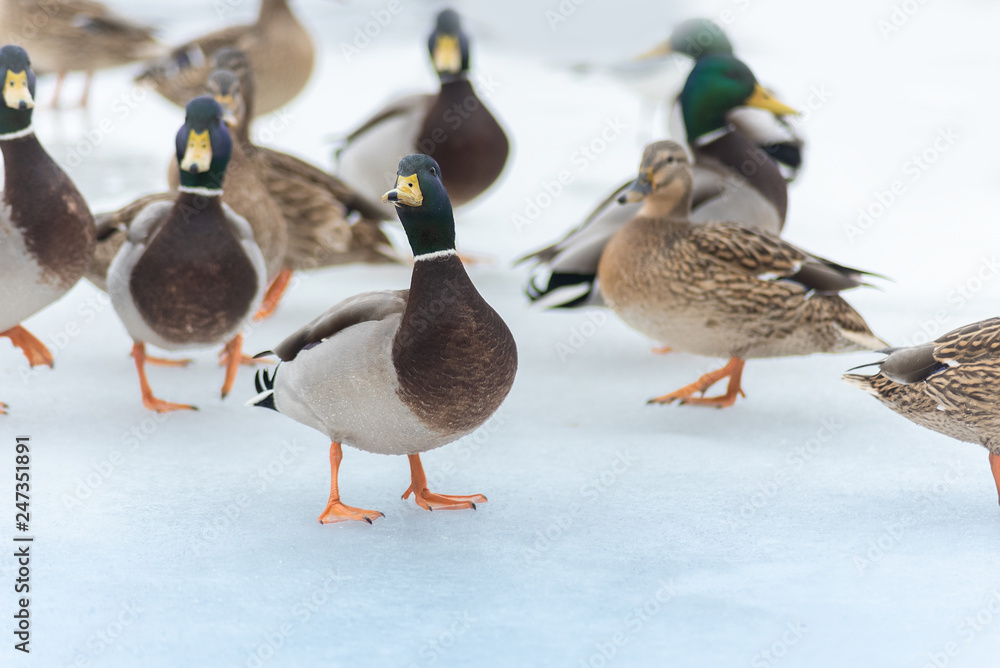 Ducks in winter cold day swimming on river. migratory birds in Ukraine river Dnepr
