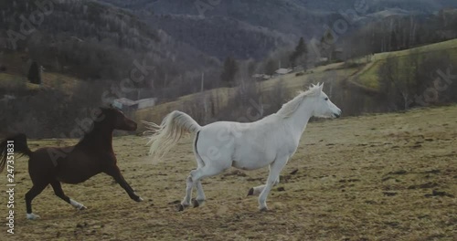 caballo corriendo