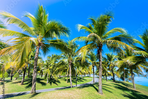 Coconut Palm tree with blue sky.