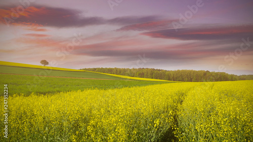 Sunset of Yellow rape field in Central Europe with Oil seed Rape in Bloom  Spring Landscape under twilight Sky scene