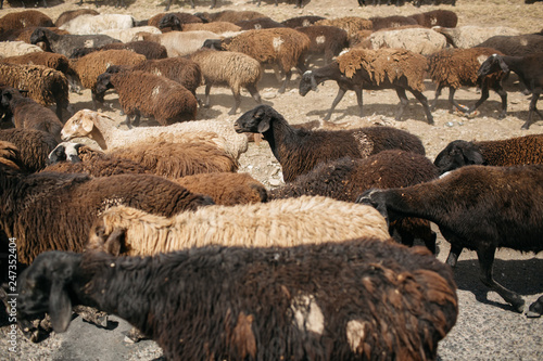 Traffic Jam, Krygyzstan