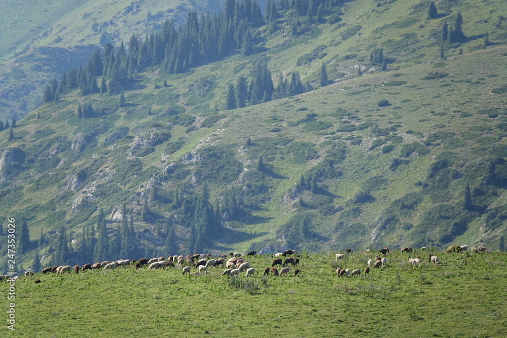 Sheep on a pasture in the mountains. Sheep on a pasture in the mountains.
