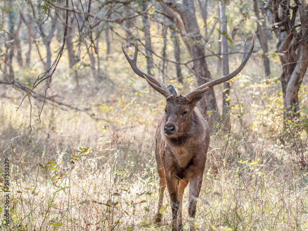Sambar deer in Ranthambore National Park in Rajasthan, India