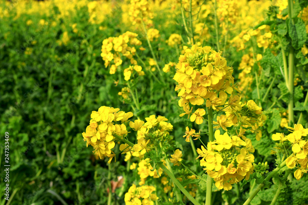 Fototapeta premium Spring landscape with canola flower spreading