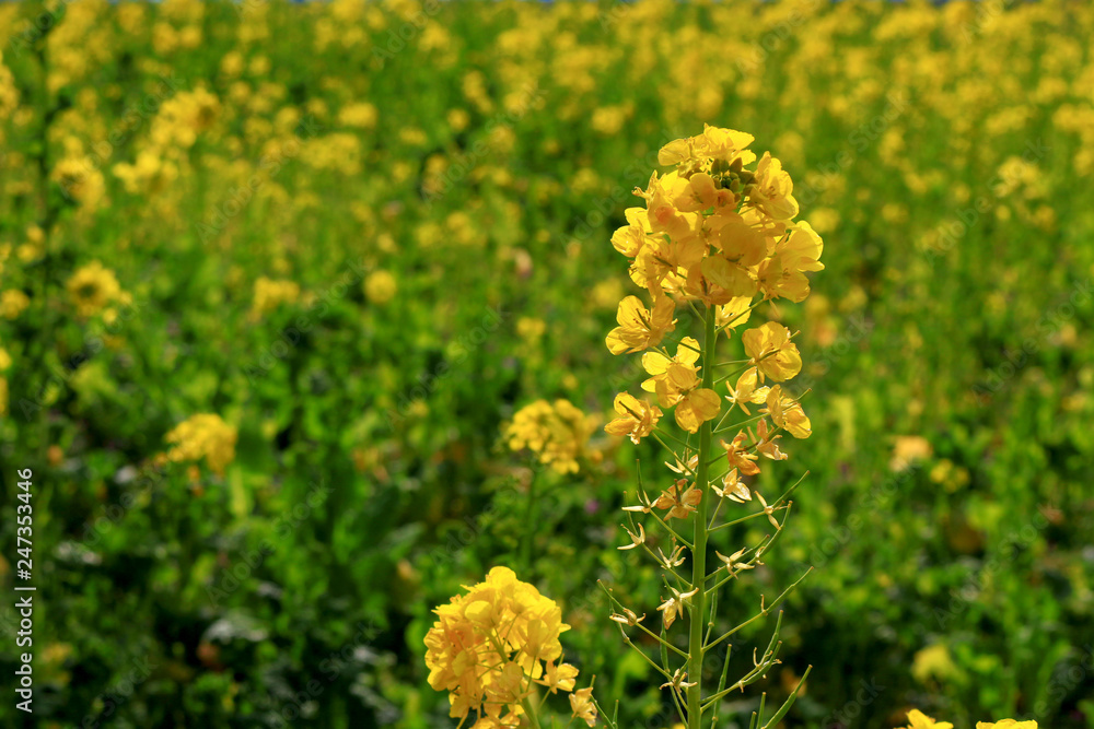 Spring landscape with canola flower spreading Spring landscape with canola flower spreading