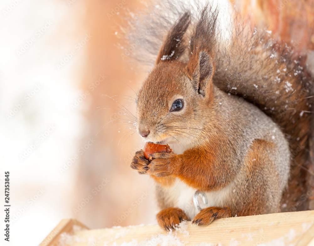 Squirrel on a tree with a nut in winter.