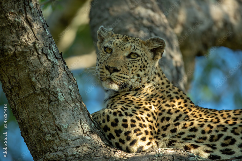 A leopard in a tree looking back towards the camera A leopard in a tree looking back towards the camera