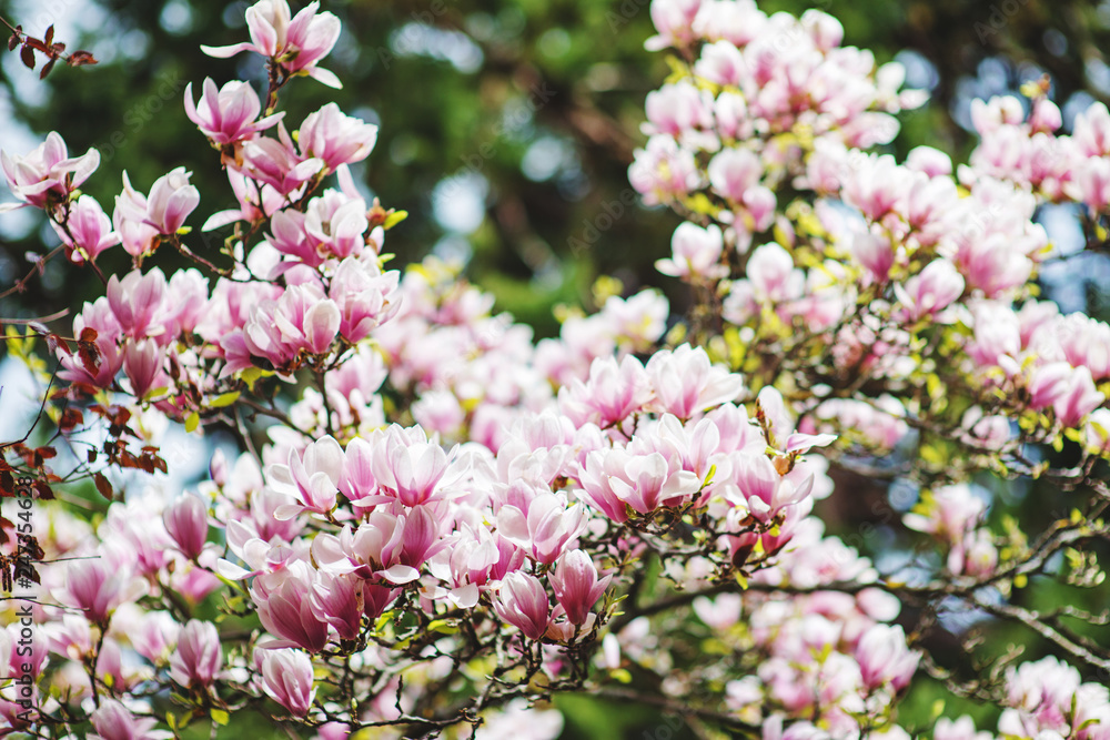 Beautiful spring background with magnolia tree blossom