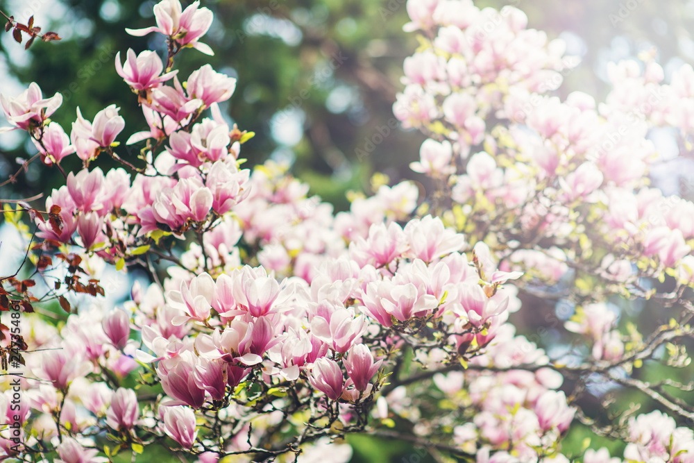 Beautiful blooming magnolia tree background