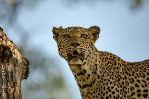 A female leopard staring into space.