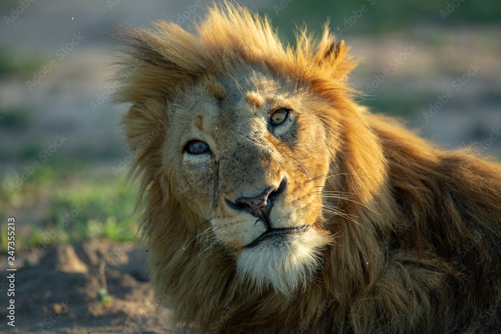 A sleep blond maned lion with different color eyes lazily lifts his head