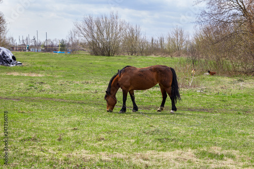 The bay horse grazing in a green field. Rural landscape.