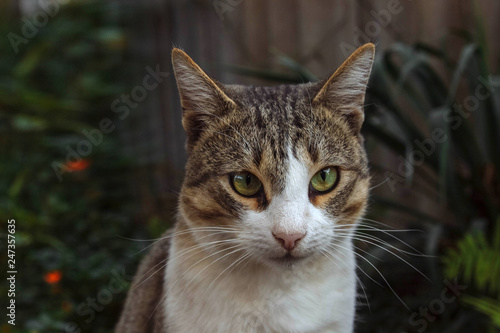 Wallpaper Mural Close-up portrait of a domestic cat with green plants in the background, pet concept, care and treatment, accident and vaccinations Torontodigital.ca