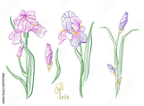 Iris flowers in the style of engraving.  Color  iris flowers sketch. 