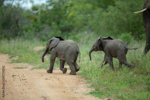 Two young Elephant calfs running and playing around