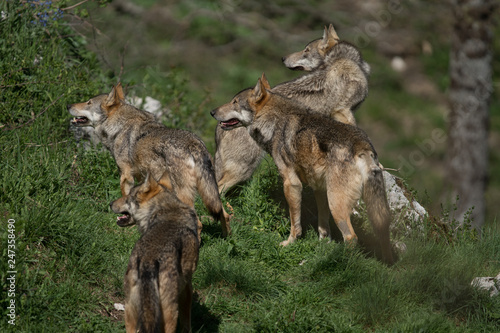 parco nazionale d'abruzzo 2019