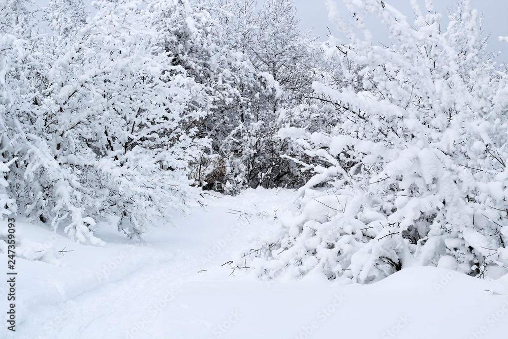 Beautiful landscape overlooking a dense forest with tree branches covered with a thick layer of snow Beautiful landscape overlooking a dense forest with tree branches covered with a thick layer of snow