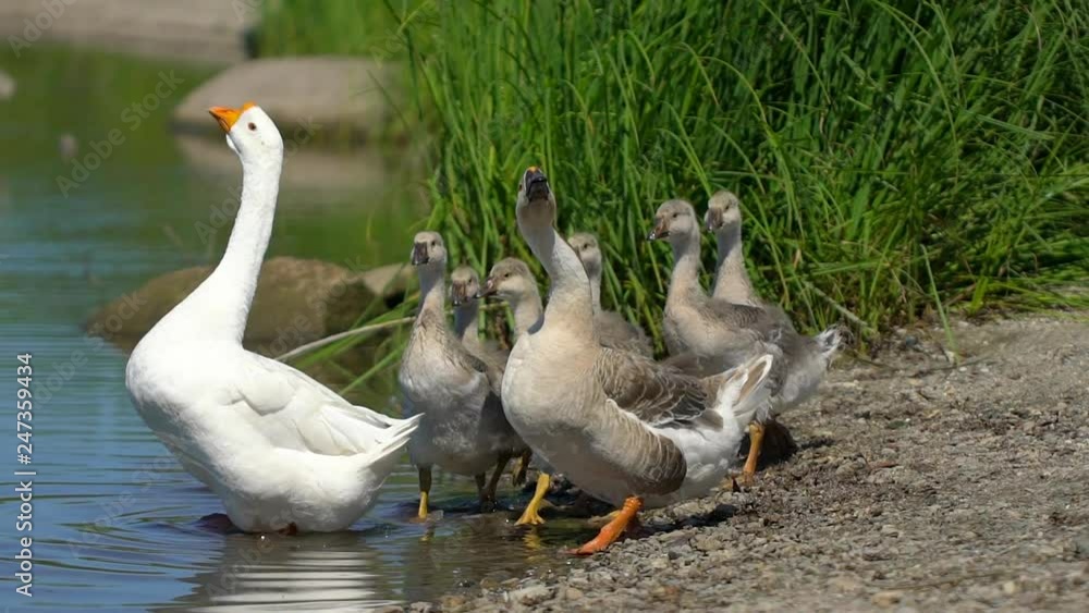 Caring goose with small baby goslings walking freely on animal ranch ...