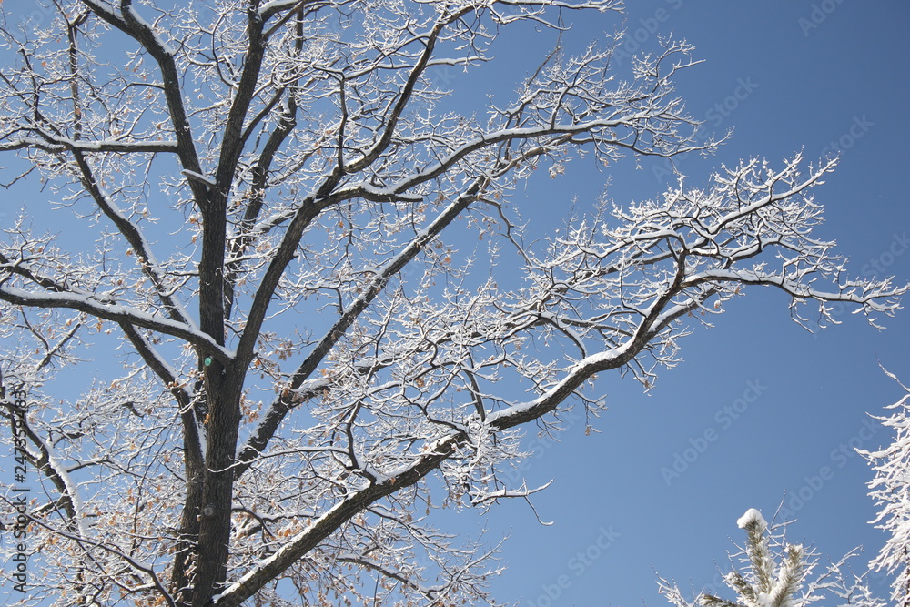 snow-covered trees against a blue sky