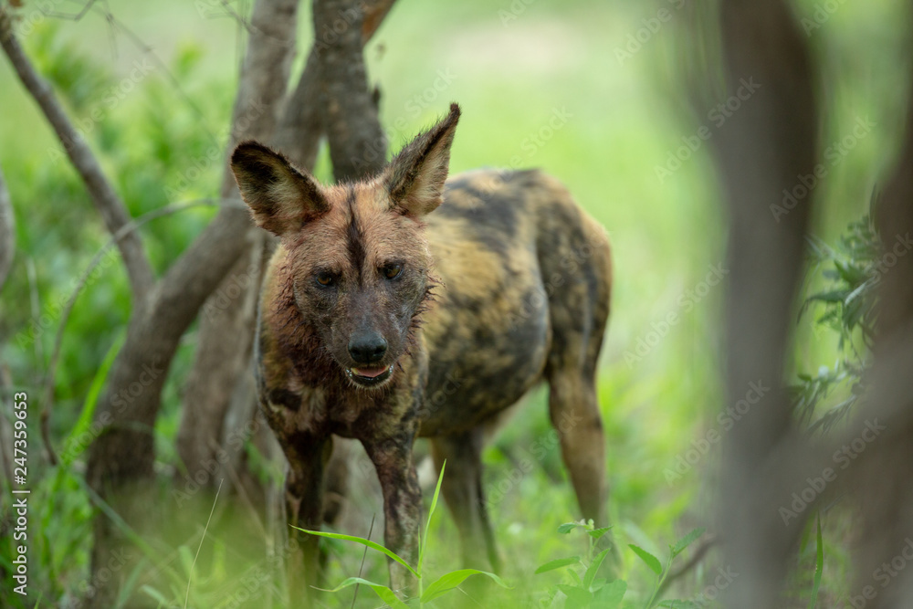 Endangered African wild dogs in and around a kill Endangered African wild dogs in and around a kill