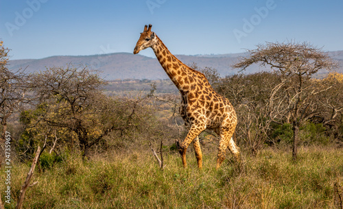Giraffe walking by