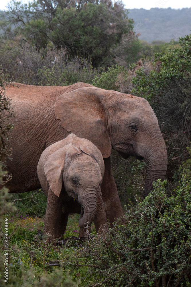 Fototapeta premium Mother Elephant with child