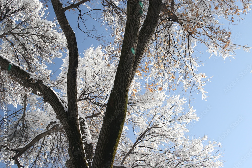 snow-covered trees against a blue sky snow-covered trees against a blue sky
