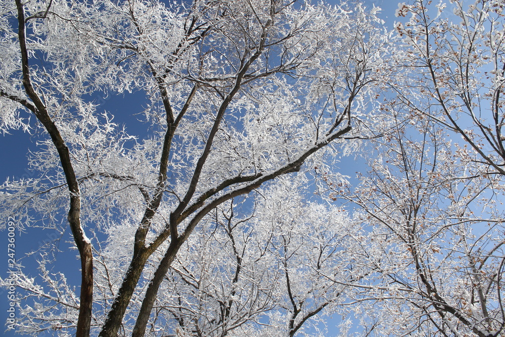snow-covered trees against a blue sky snow-covered trees against a blue sky