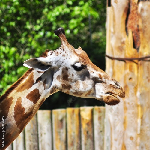 Photography giraffe