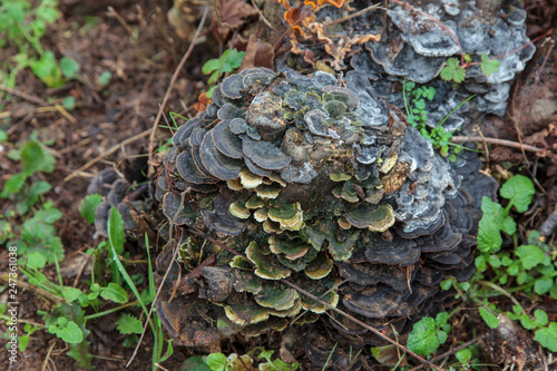 Mushrooms growing on a stump in forest.