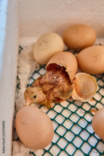 Newborn little yellow chicken in the incubator