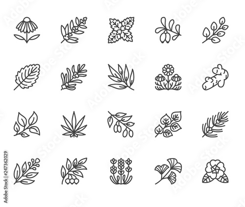 Medical herbs flat line icons. Medicinal plants echinacea, melissa, eucalyptus, goji berry, basil, ginger root, thyme, chamomile. Thin signs for herbal medicine. Pixel perfect 64x64 Editable Strokes
