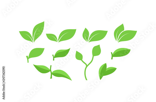 Green leaf various icon set. Collection of green leaves  leaves with branches vectors.