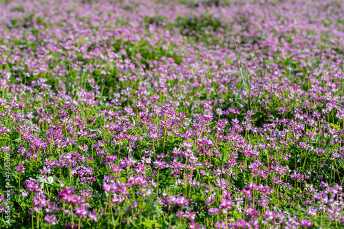 Field of chinese milk vetch, Astragalus sinicus, blooming at spring rice field